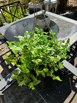 Houseplant ( Wandering Jew)