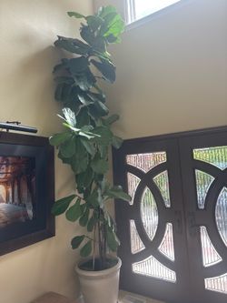 Fiddle leaf Fig 14’