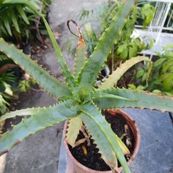 Aloe arborences Landscape Plant Potted Plant