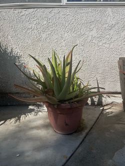 Aloe vera plant