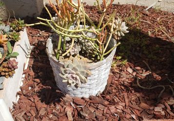 Many succulent arrangements to choose from or clippings for your pot if you want to make your own arrangement