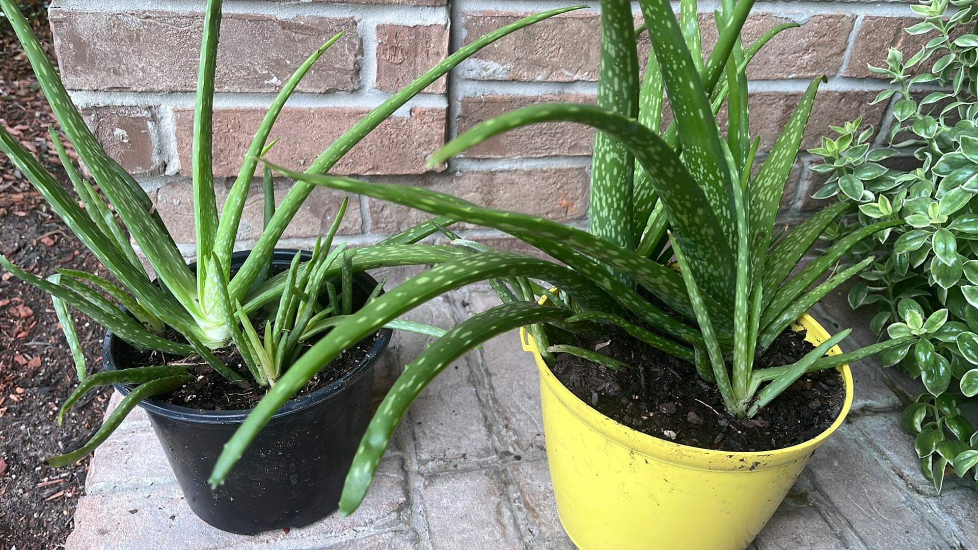 Aloe Vera - Cactus Plants - $5 Each Pot