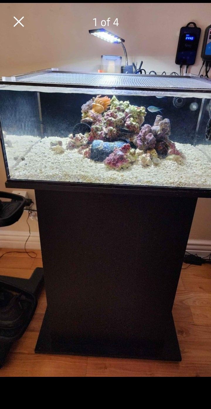 Peacock Mantis Shrimp And Tank