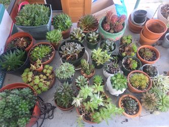 Assorted haworthia plants