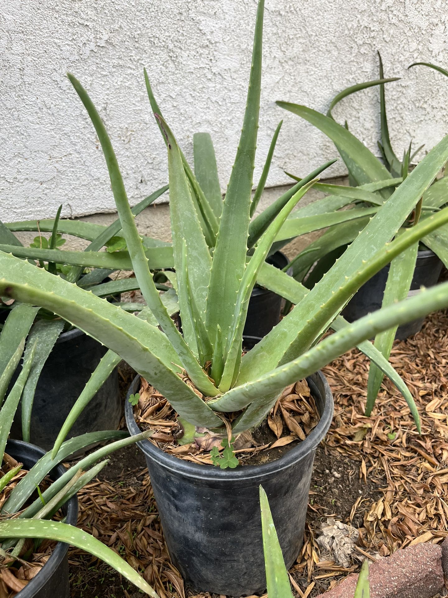 Alevera Plants \ sábila
