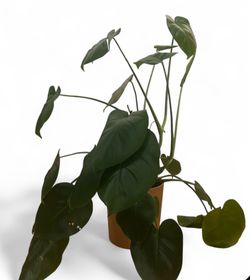 Mostrerà plant