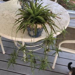 Spider plant and pot