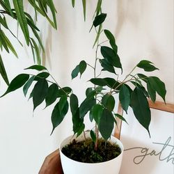 Living Plant 🌱18"H Benjamin Ficus on 6"H White Pot with Tray ::: Indoor