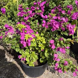 Bougainville Shrub 