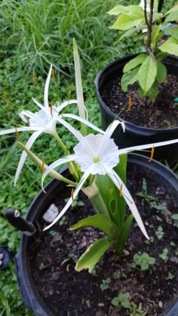 Flowers