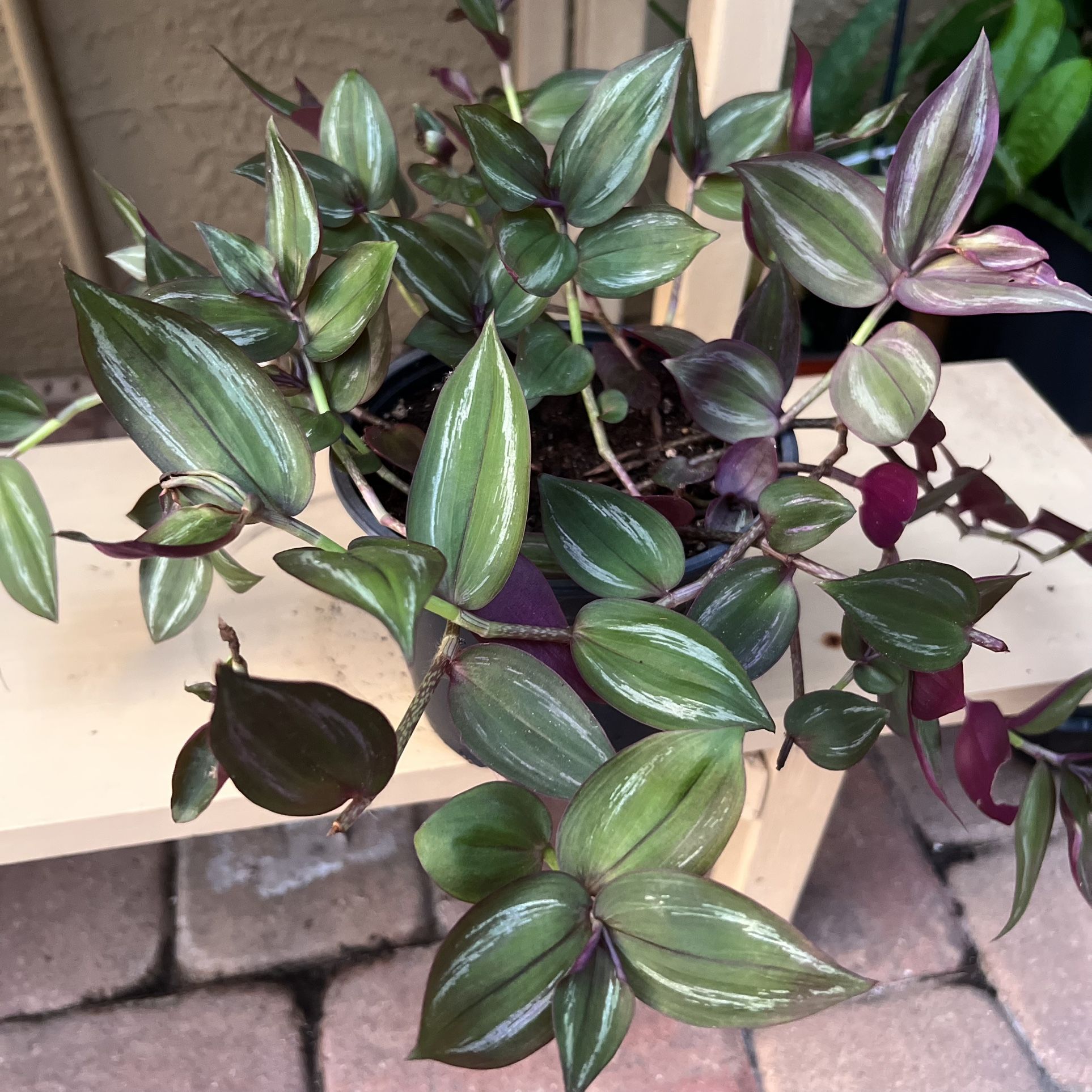 Big Tradescantia Plant 🪴