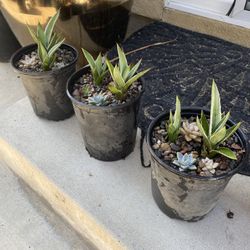 Succulent And Agave Planters 
