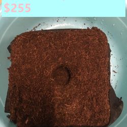 Coco Coir Fiber Soil Discs for House Plants,Succulents,Herbs,and Flowers(48x32x30cm,30 pick