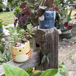 Mini Macetas Con Plantas Para Decorar Espacios Planos 