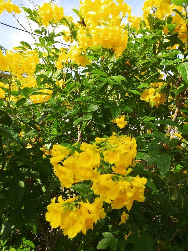 Esperanza Plant&hellip;plz Read Info. for Sale in San Antonio