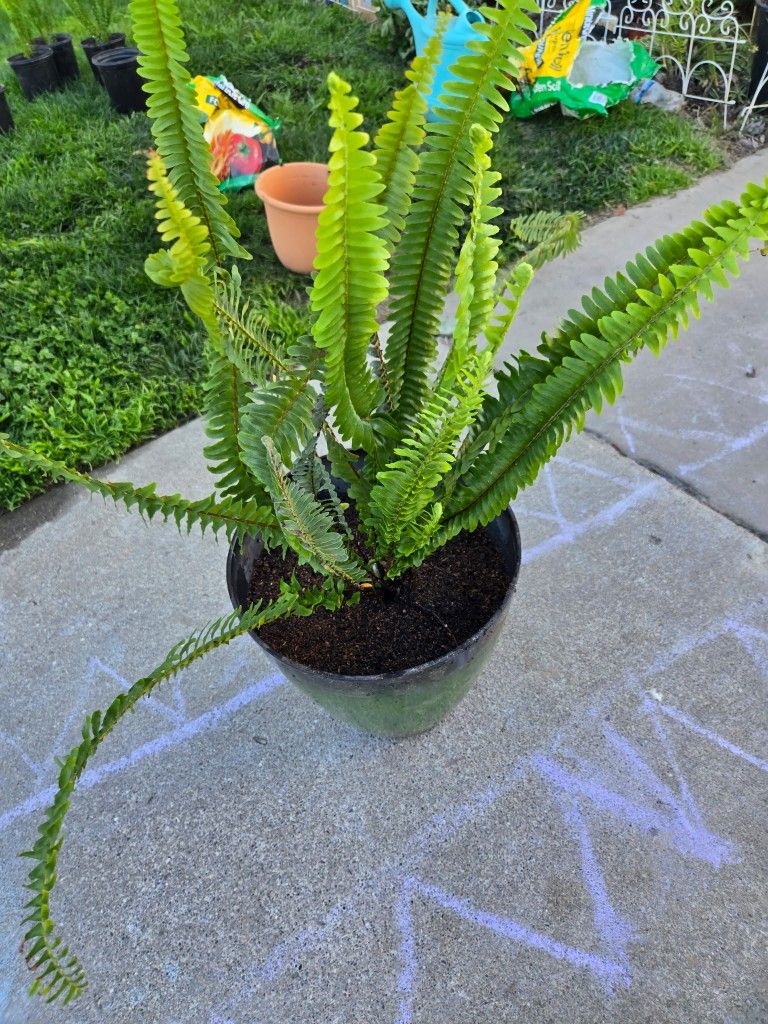 Fern Plants For Sale