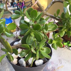 Established Jade Succulent Plant (6” pot) 4 Years 