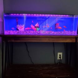 15 gallon fish aquarium 