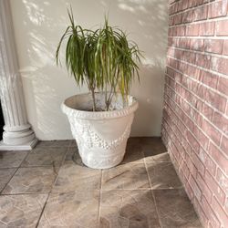  Extra Large Terracotta  Pot , Great For Palm Trees Or Flowers ! Jardinera En Venda ! 