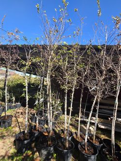 Elm Ceder 3gallones 10ft Tall 