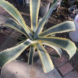 Agave Plant