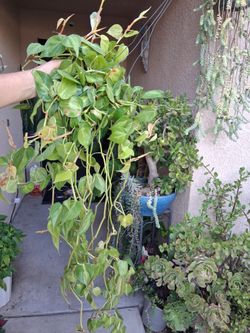 CLEARANCE. Philodendron Brasil Plant $25
