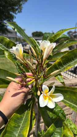 White & yellow plumaria