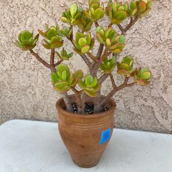 17” (terracotta) Jade Tree/Money Jade/Lucky Jade/Friendship Plant