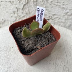 2 Inch Pot Succulent Plant - Crassula Ovata Light -  Lemon Jade - Rooted & Stablished - Drought Resistant 🪴 Great Baby Shower or Wedding Favors