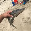 Manolo