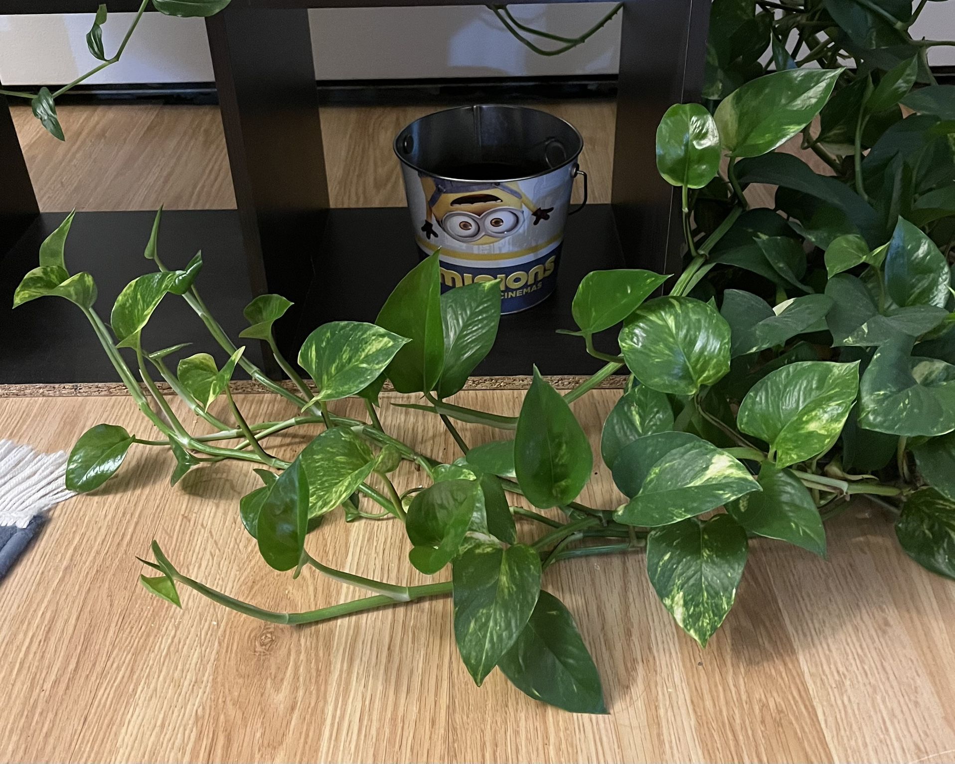 Marbled Pothos Plant Cuttings