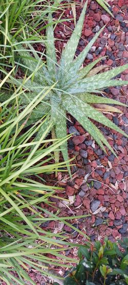 Aloe Plants All Four For $74