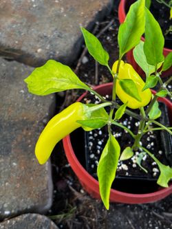 Peppers, tomatoes, and more vegetable plants