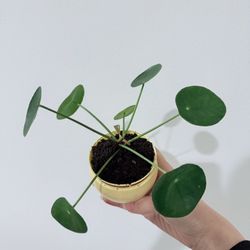 Super Healthy And Strong Growing Chinese Money Plant/pilea/pancake Plant 