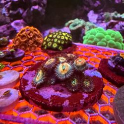 White Zombie Zoa decoration