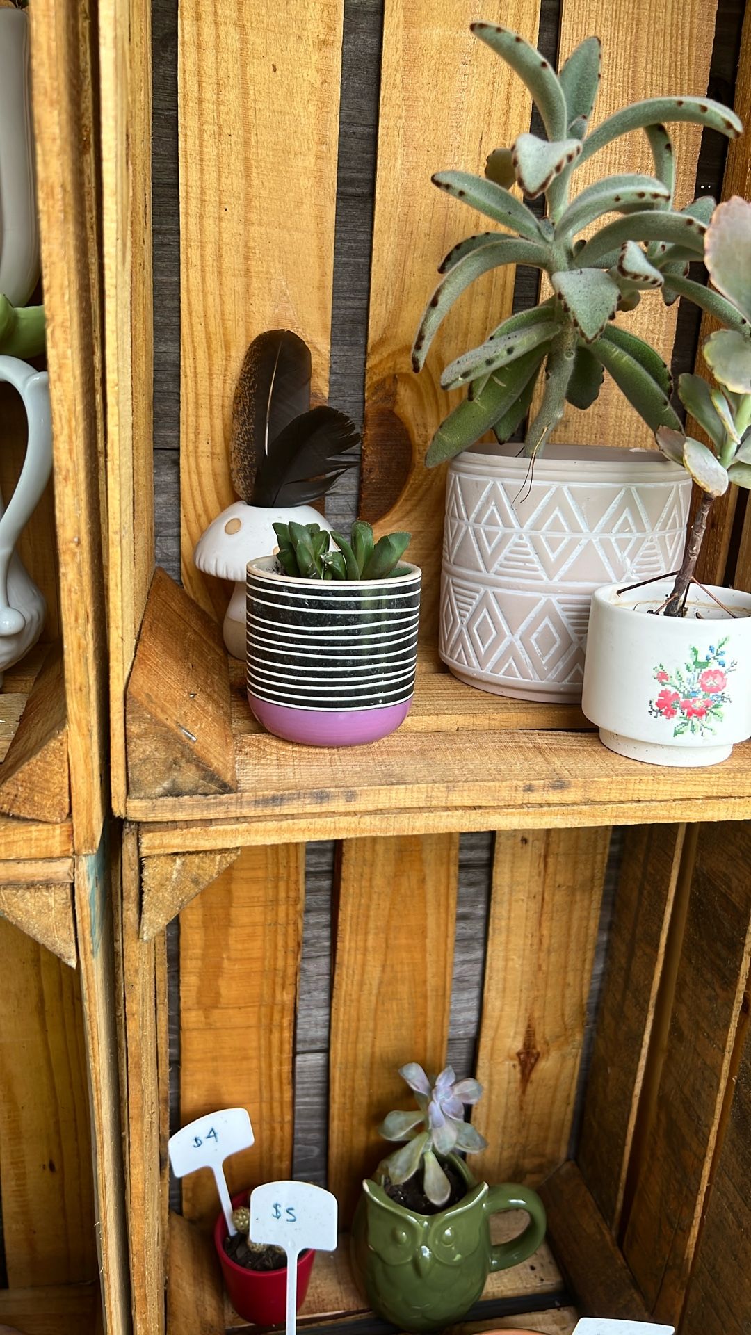 Small Succulent In Small Container 