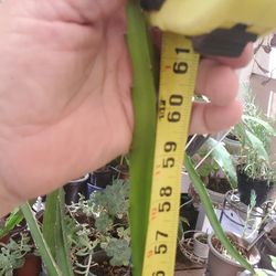 Red Dragon Fruit Plant 61 Inches