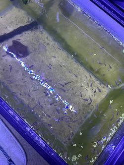 Fake Green Terror Fish supply