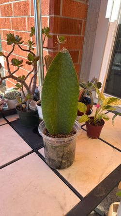 Whale Fin Snake Sansevieria plant