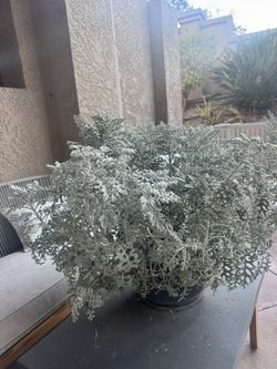 Plant - Dusty Miller