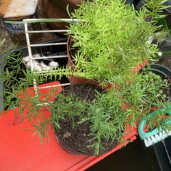 Fern Plants 1 Gallon Container.