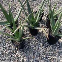 Aloe Vera $10 - LARGE 