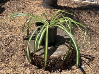 Spider 🕷️ plant / Mala Madre
