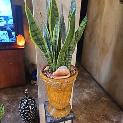 3ft Tall Sansevieria Snake Plants In Gorgeous Ceramic Pot With Shells 