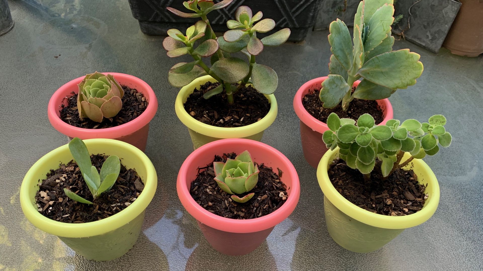 CUTE LITTLE POTS WITH COOL SUCCULENTS!