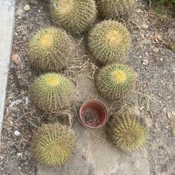 Lot Of Barrel Cacti