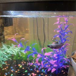 Aqueon LED MiniBow | Aquarium Fish Tank Kit | 2.5 Gallon | Retails For $50