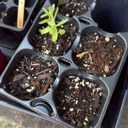 Rosemary And Black Eyed Susan 