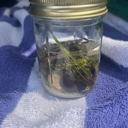 Eco System In a Jar