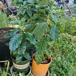 Arabica Coffee Plants 